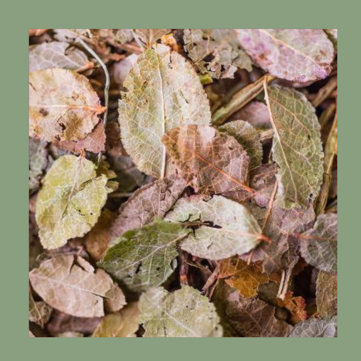 Infusion Myrtille Bio – Feuilles de myrtillier (25 g)