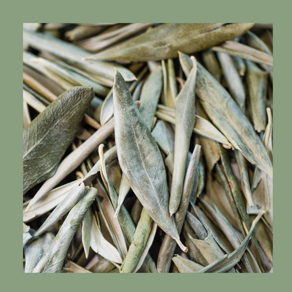 Infusion Olivier Bio – Feuilles (40 g)