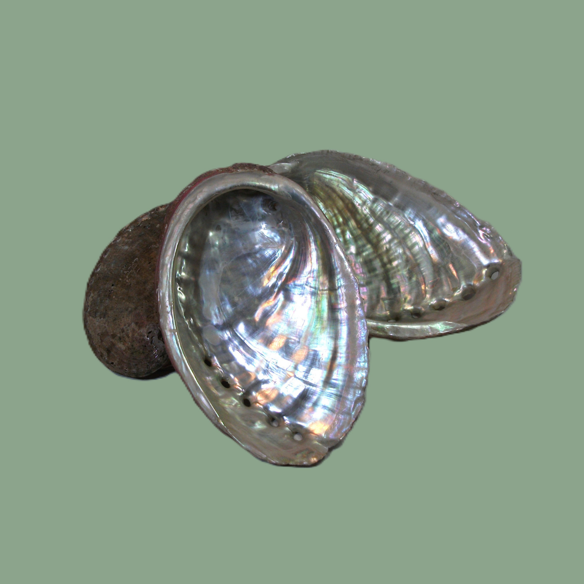 Coquille d'Ormeau Naturelle pour Fumigation – Origine Bretagne